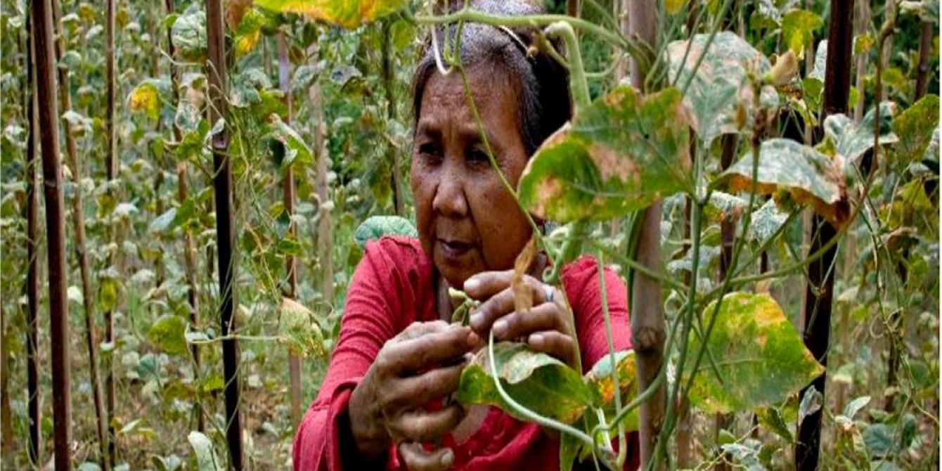 The cause of dualism within the agriculture sector becomes startlingly obvious - food retail is growing but food exporting countries and their agribusiness allies and not the domestic small producers like Nita Oigoan of Rizal are the ones primarily benefitting from it. (Original photo: Veejay Villafranca)